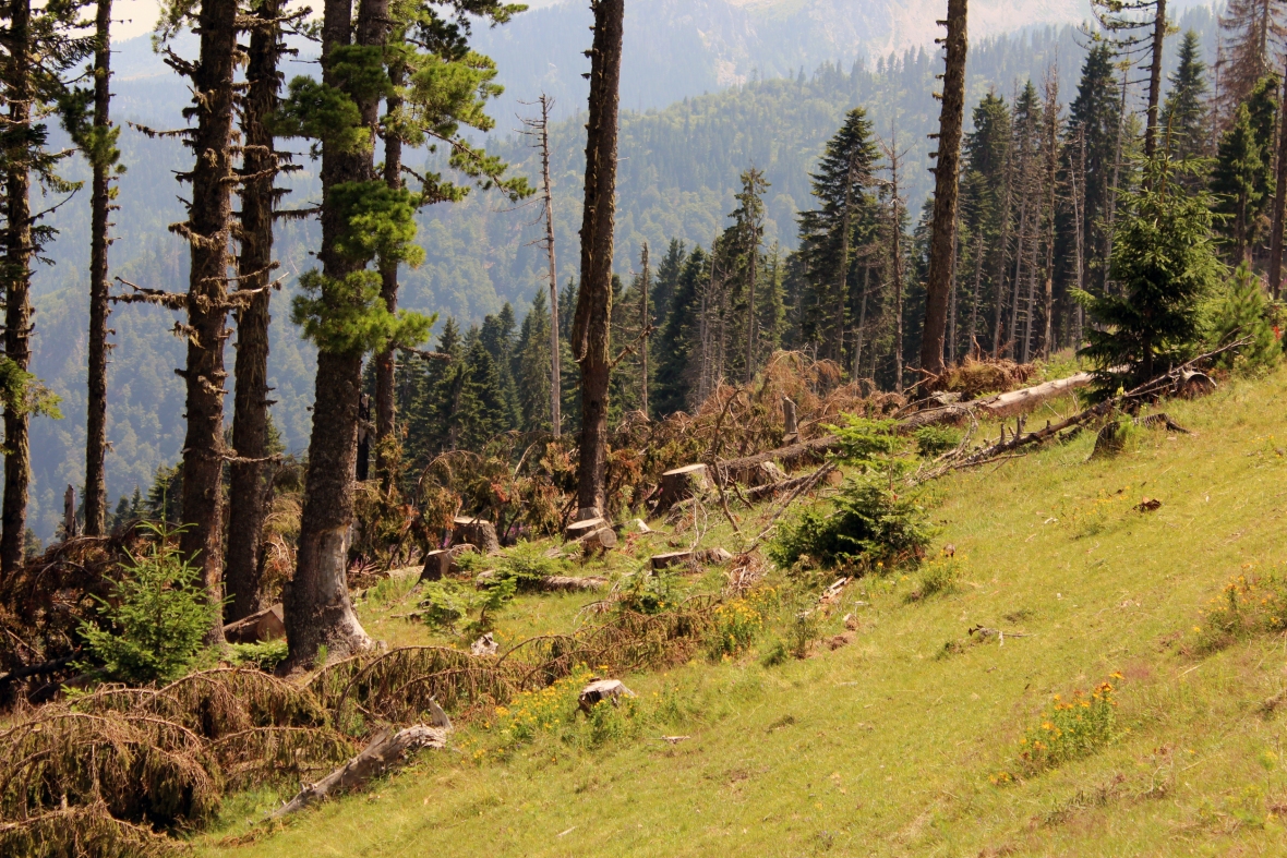 Destruction of forests in Dukagjini Region