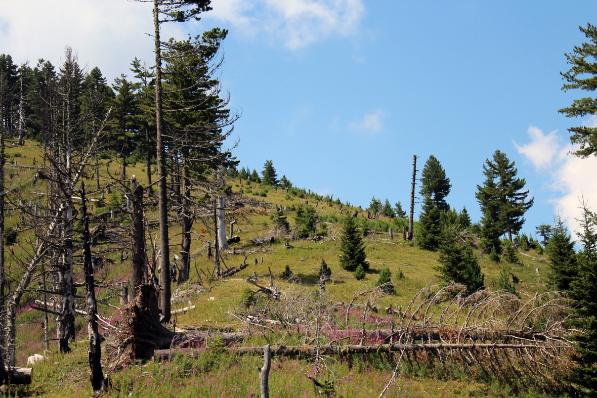 Destruction of forests in Dukagjini Region
